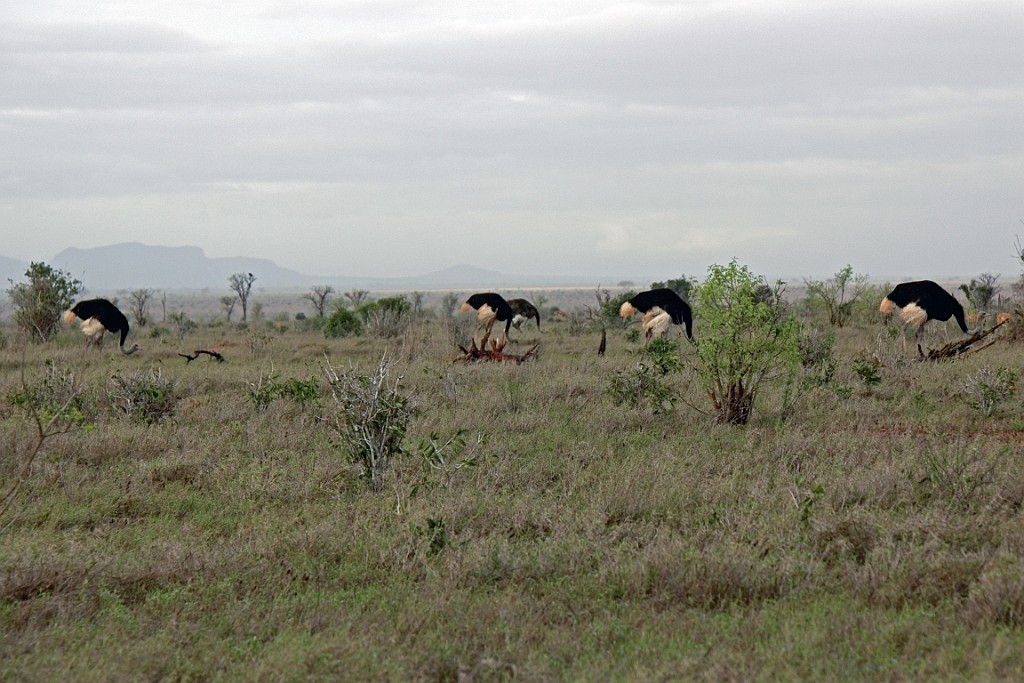 Kenia (422).jpg